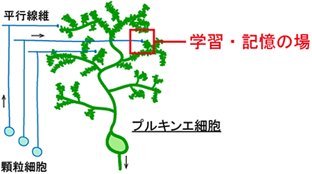 運動の学習・記憶の場である小脳プルキンエ細胞のスパインの図