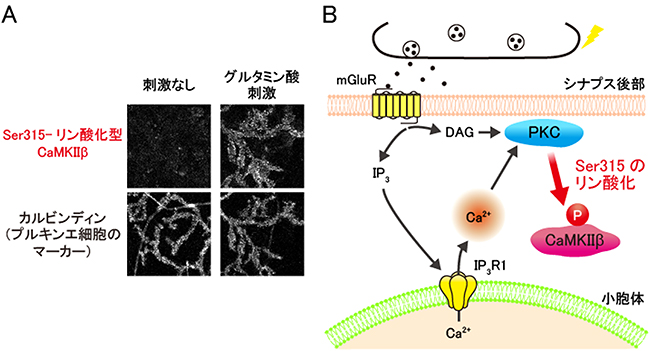プルキンエ細胞における神経活動に応じたCaMKIIβのSer315のリン酸化の図