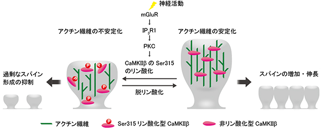 小脳回路を正常に維持する分子メカニズムの図