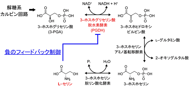 リン酸化経路によるセリン生合成とその制御のこれまでの理解の図