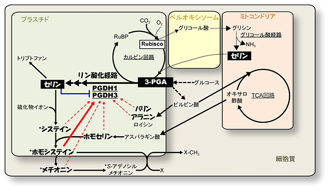 3-ホスホグリセリン酸脱水素酵素（PGDH）活性の調節を介したアミノ酸代謝の制御の図