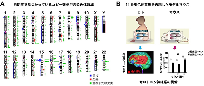 コピー数多型の染色体領域と15番染色体重複モデルマウスの図