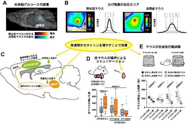 今回の研究で明らかとなった15番染色体重複マウスの表現型の図