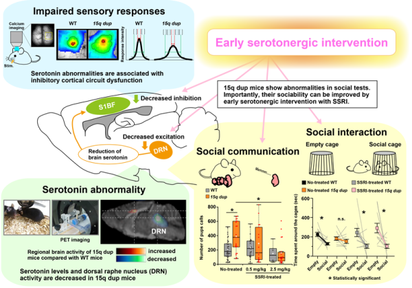 Infographic showing serotonergic abnormalities