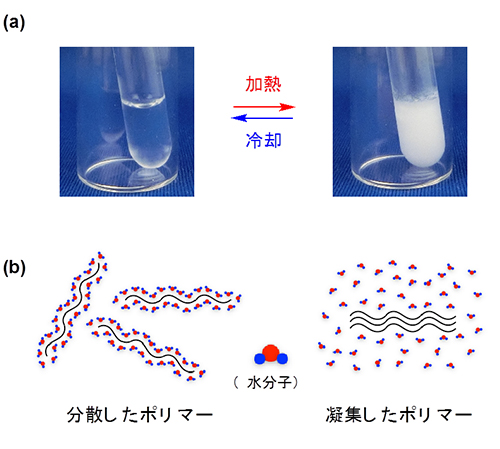 分散したポリマーが加熱により凝集するLCSTと呼ぶ現象の図