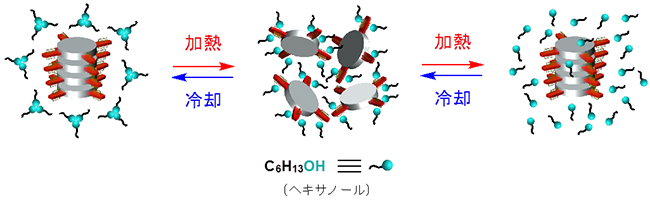 PORcuとヘキサノールを用いた加熱・冷却により進行する超分子重合の模式図の画像