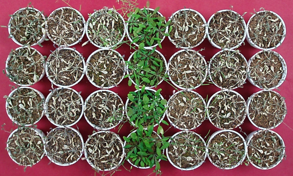 Photo showing plants treated with acetic acid compared to others