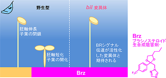 bil4変異体のスクリーニング(探索)の原理の図