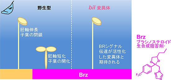 bil4変異体のスクリーニング（探索）の原理の図