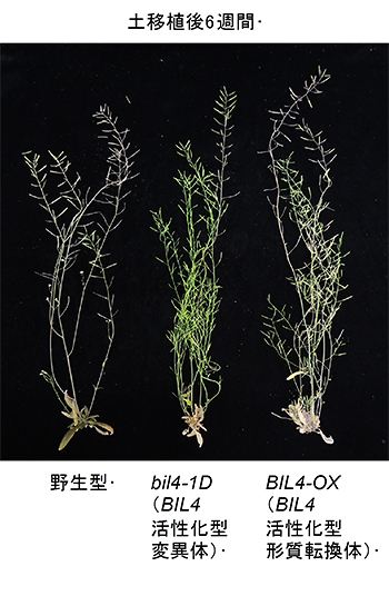 シロイヌナズナの野生型とBIL4が高発現した場合との草丈の違いの図