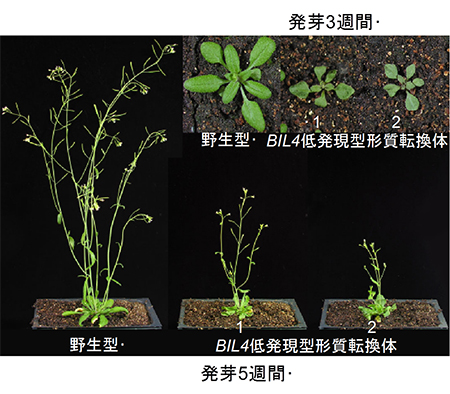 シロイヌナズナの野生型とBIL4が低発現した場合の草丈の違いの図