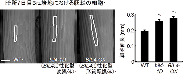 シロイヌナズナの野生型とBIL4が高発現した場合の胚軸の表皮細胞の長さの違いの図