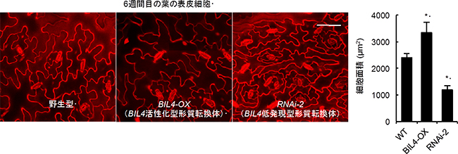 シロイヌナズナの野生型とBIL4が高発現した場合と低発現した場合の葉の表皮細胞の違いの図