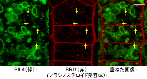 BIL4とBRI1のエンドソームにおける相互作用の図