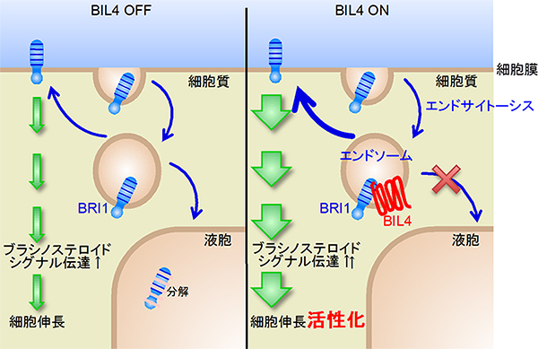 BIL4によるBRI1の分解抑制モデルの図