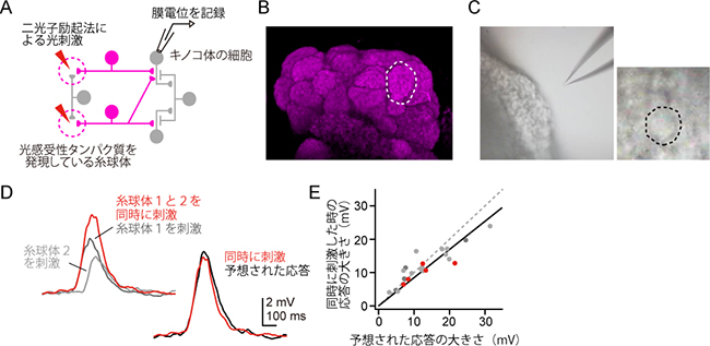 光遺伝学と二光子励起法を用いた糸球体の刺激とそれに対するキノコ体の細胞の応答の図