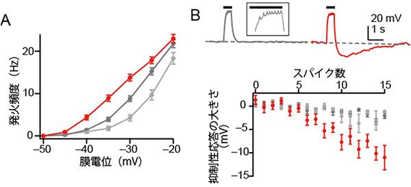 キノコ体の各細胞タイプの興奮性と抑制性応答の図