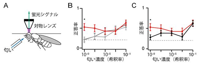 キノコ体の各細胞タイプの異なる匂い濃度の弁別能力の図