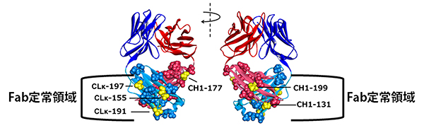 Tra-Fab抗体の化学修飾に適した部位の位置の図