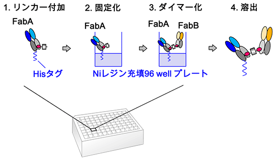 高機能性抗体Variabodyの作製方法の図