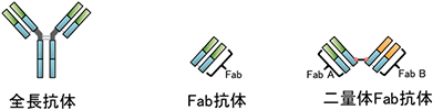 全長抗体、Fab抗体、二量体Fab抗体の図