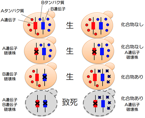 出芽酵母を用いた化学遺伝学アプローチの原理の図