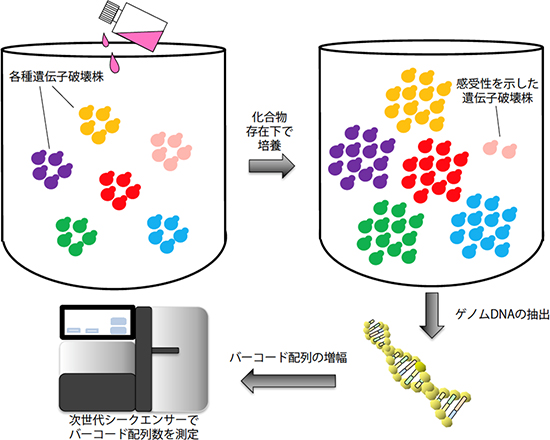 バーコードシークエンス法の流れの図