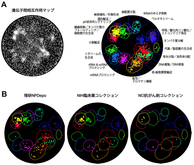 出芽酵母の遺伝子-遺伝子相関性と化合物-遺伝子相関性の図