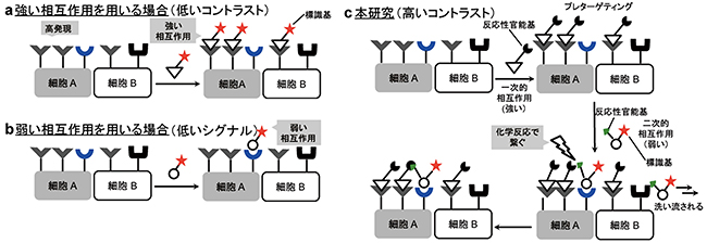 標的細胞を見分ける方法：従来法（a、b）および新手法（c）の図