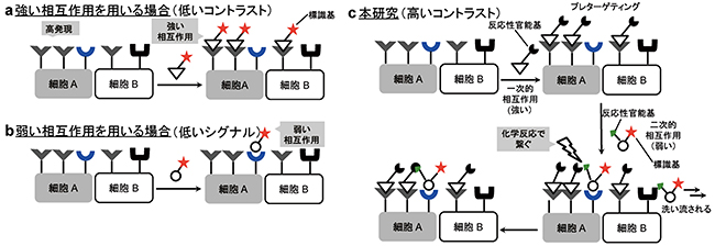 標的細胞を見分ける方法:従来法(a、b)および新手法(c)の図