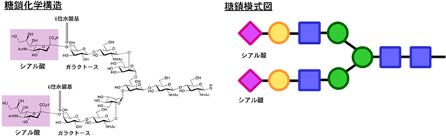 PECAMレクチン、α(2,6)-シアリル化糖鎖の図