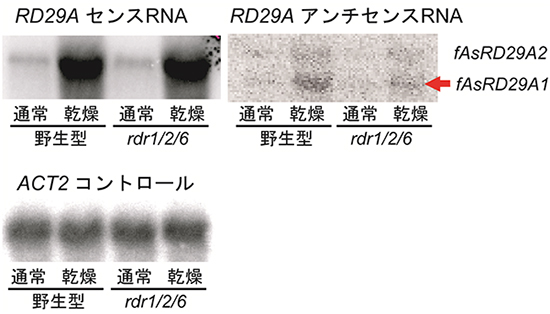 シロイヌナズナのrdr1/2/6三重変異体におけるアンチセンスRNA蓄積量の減少の図