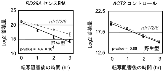 rdr1/2/6三重変異体における転写阻害後のセンスRNAの分解速度の図
