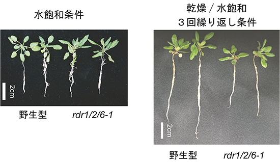 rdr1/2/6三重変異体における乾燥ストレス処理後の回復過程での根の成長の図