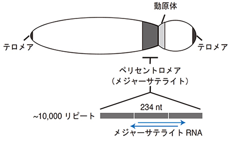 ペリセントロメアの模式図の画像