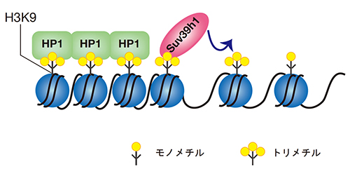 哺乳類のヘテロクロマチン形成の図