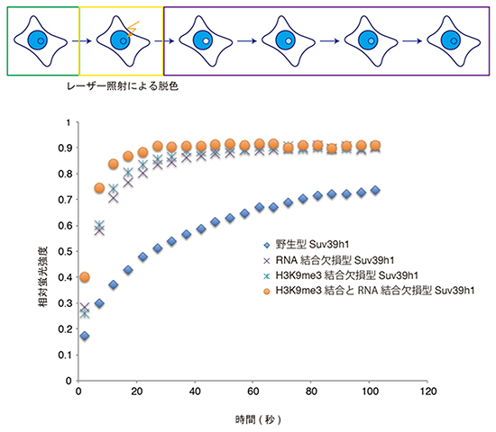 RNA結合欠損型Suv39h1やH3K9me3結合欠損型Suv39h1の動的挙動の図