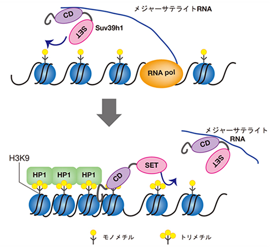 RNAが媒介する哺乳類のヘテロクロマチン形成機構の図