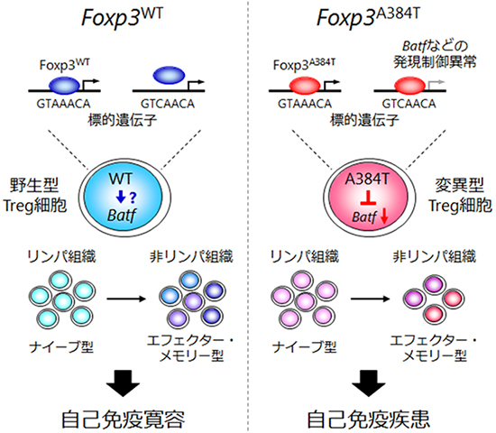 Foxp3 A384T変異による自己免疫疾患発症機構の図