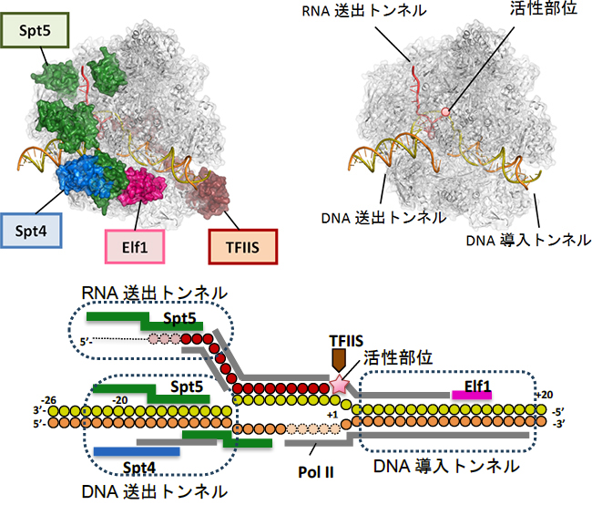 RNAポリメラーゼll（Pol II）転写伸長複合体の構造図