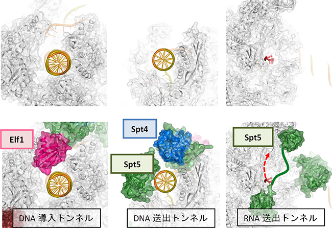 転写伸長因子によって形成される新たな構造図