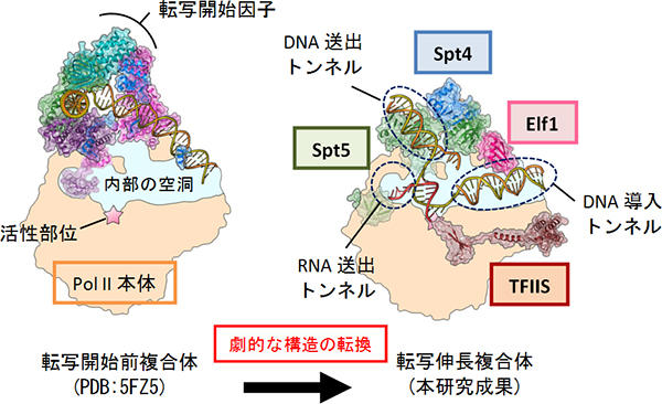 転写開始前複合体から大きく変貌する転写伸長複合体の図