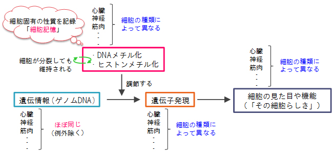 遺伝情報と細胞記憶の図