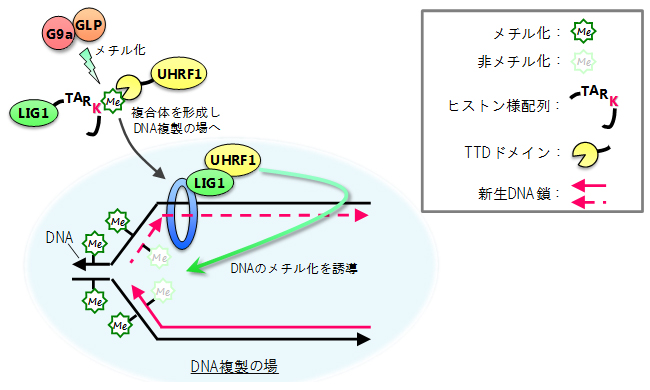 本研究で提唱したモデルの図