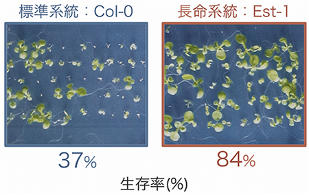 プライミング後も種子が長命な系統Est-1の図