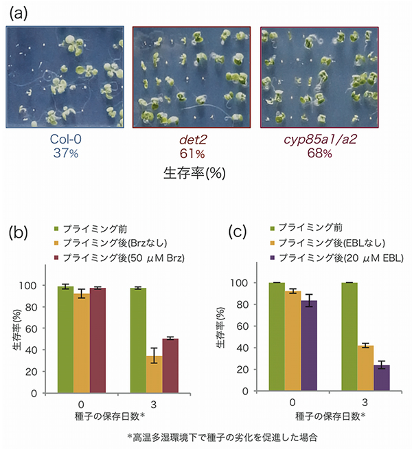 ブラシノステロイド生合成遺伝子欠損体det2およびcyp85a1/a2の種子寿命の図