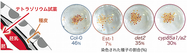テトラゾリウム染色によるシロイヌナズナ種皮の透過性の比較の図
