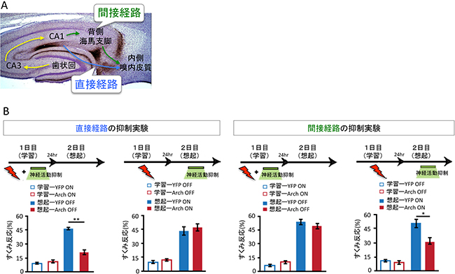 CA1から内側嗅内皮質へ至る二つの経路の役割の図