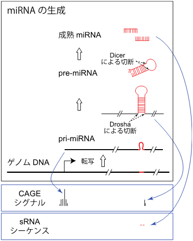 miRNAの生成とCAGE法・sRNAシーケンス法の図