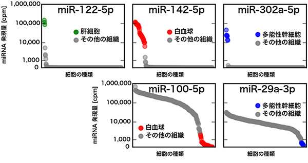 細胞種特異的な発現パターンを示すmiRNAの図